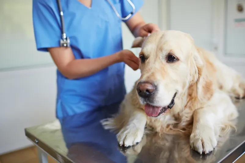 Veterinar na terenu Goriška