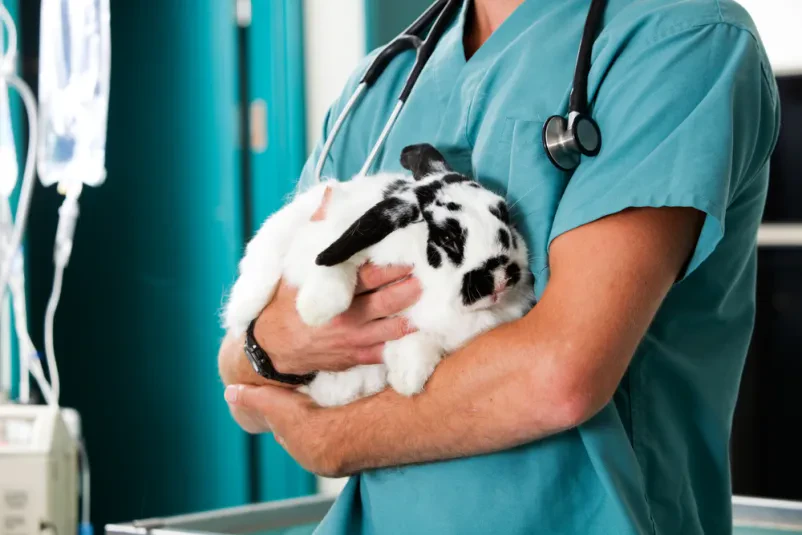 Potrebujete veterinarja na terenu na Goriškem