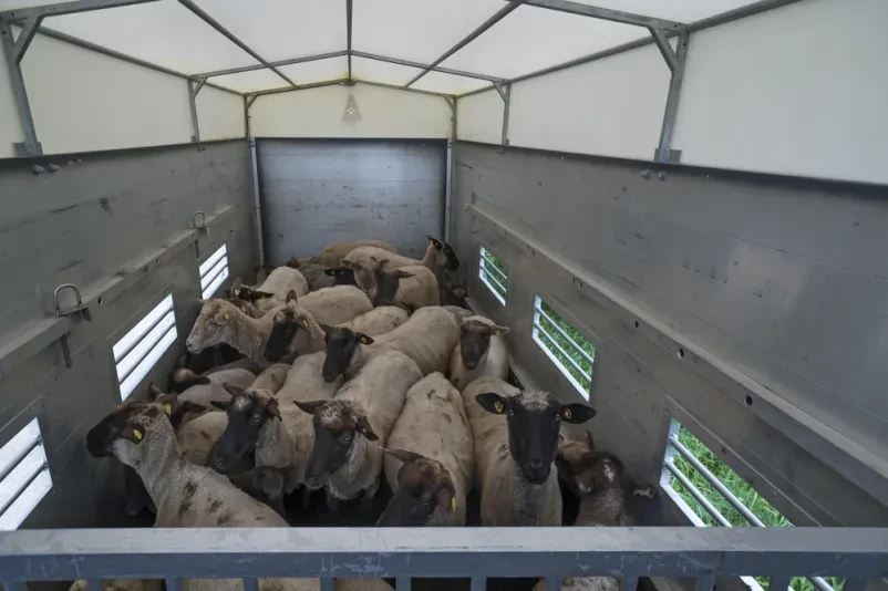 Transport lebender Tiere Slowenien, EU