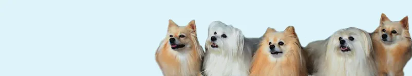 Poceni veterinarski pregledi Ljubljana