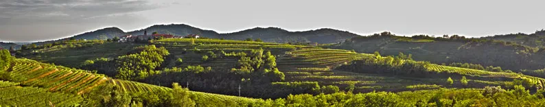 Kvalitetna, vrhunska bela vina Goriška regija
