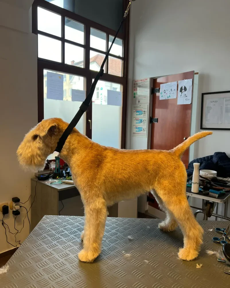 Pasji salon Loti
