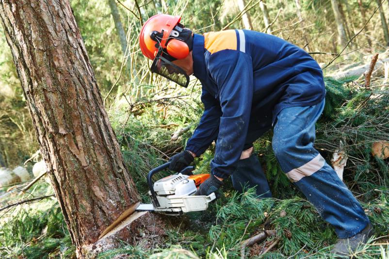 Pri sečnji in strojnem spravilu lesa uporabljamo različna orodja