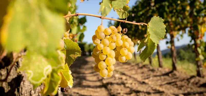 Vrhunska bela in rdeča vina Goriška