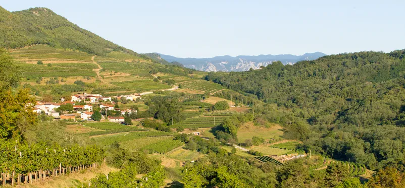 Vrhunska bela vina Goriška