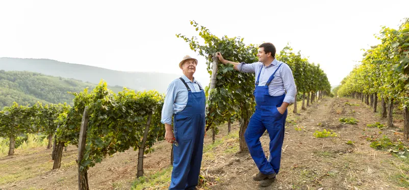 Najboljša bela in rdeča vina na Goriškem