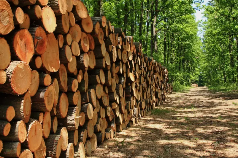 Vzdrževanje gozdnih vlak Podgorje