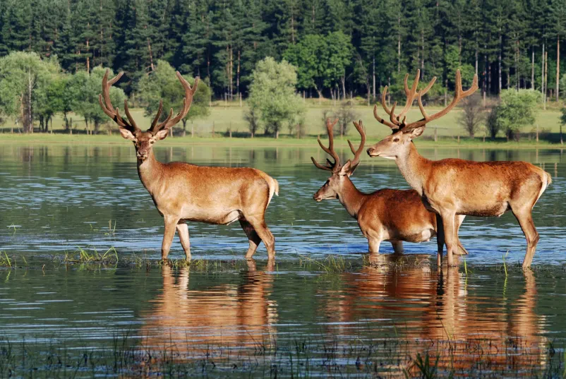 Lovska zbirka in Polharski muzej Loška dolina, Notranjska