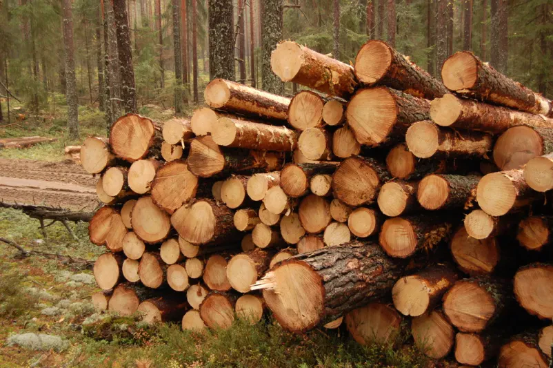 Gozdarske storitve Gorenjska