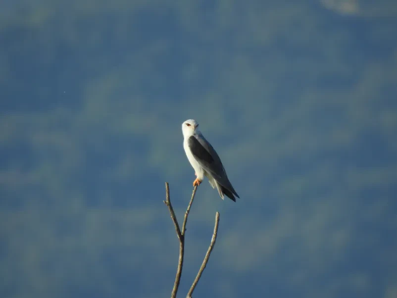 Izobraževanje in raziskovanje ptic in narave Slovenija