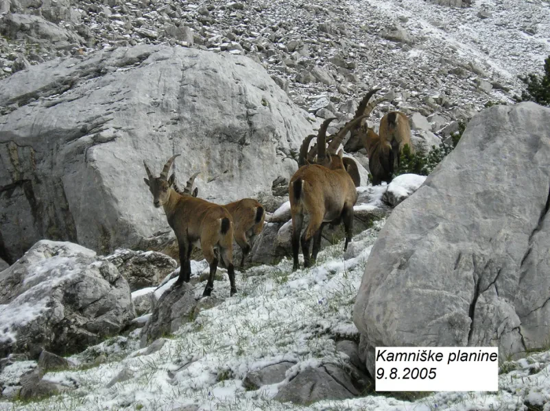 Planinsko društvo Žalec, Galicija