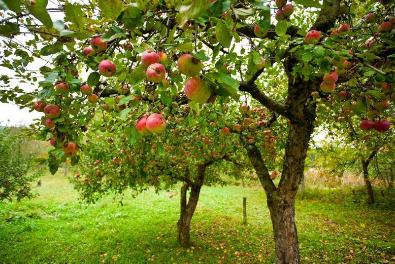 Prenočišče na kmečkem turizmu Cerknica