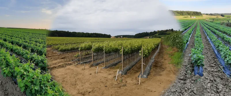 Sadike za vino Ptuj Podravska Slovenija