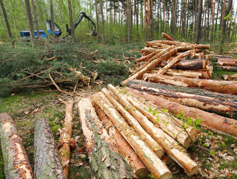 Spravilo lesa Poljubinj