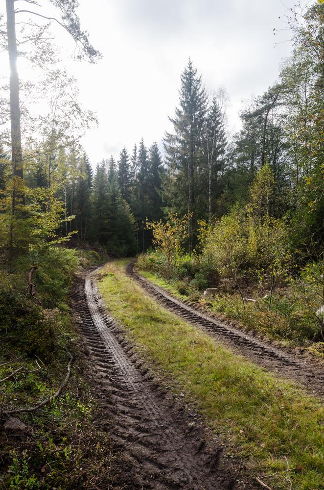 Gozdarske storitve Srednja vas v Bohinju