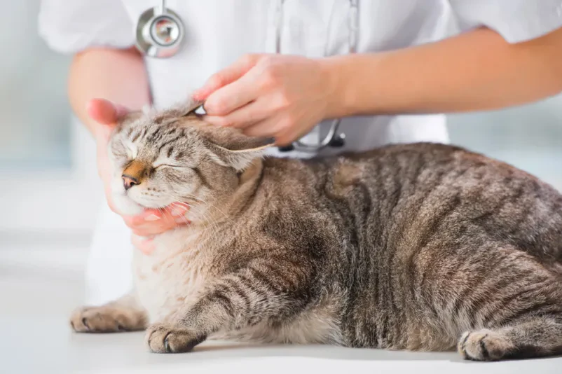 Veterinarska postaja v Ljubljani