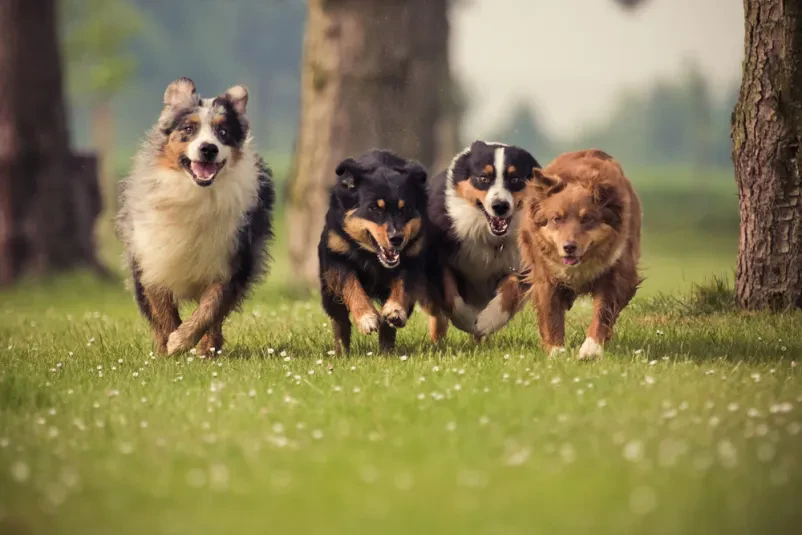 Veterinarska postaja za živali v Ljubljani
