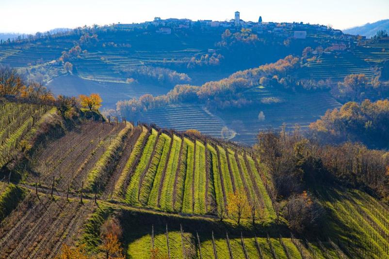 Degustacija vin Vipava