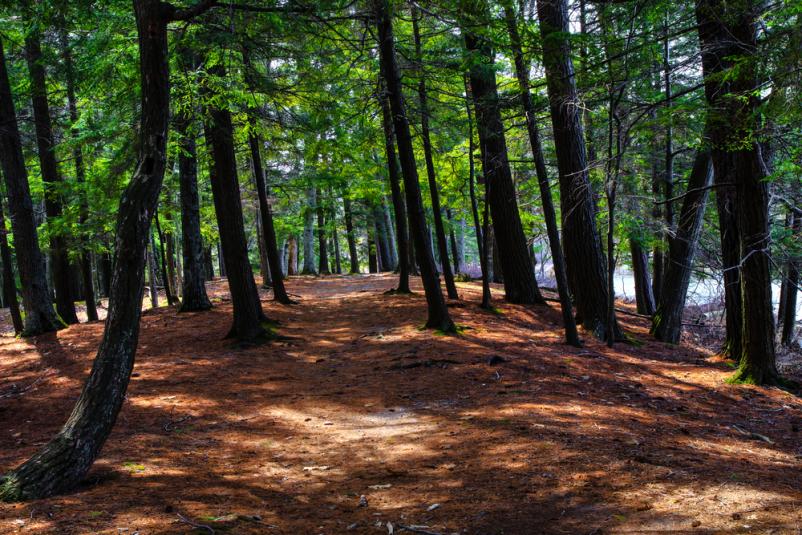 Sečnja in spravilo lesa Zgornja Kungota