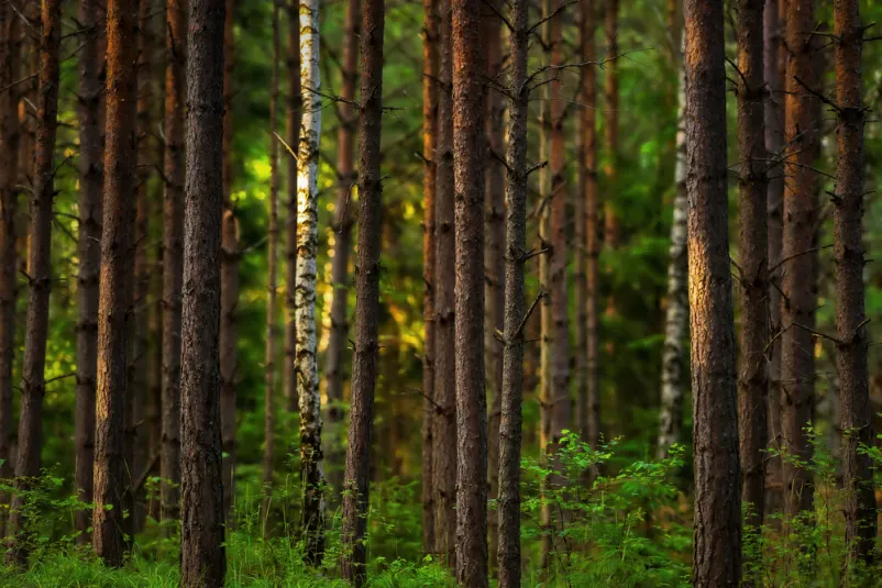 Gozdne vlake Gorenjska