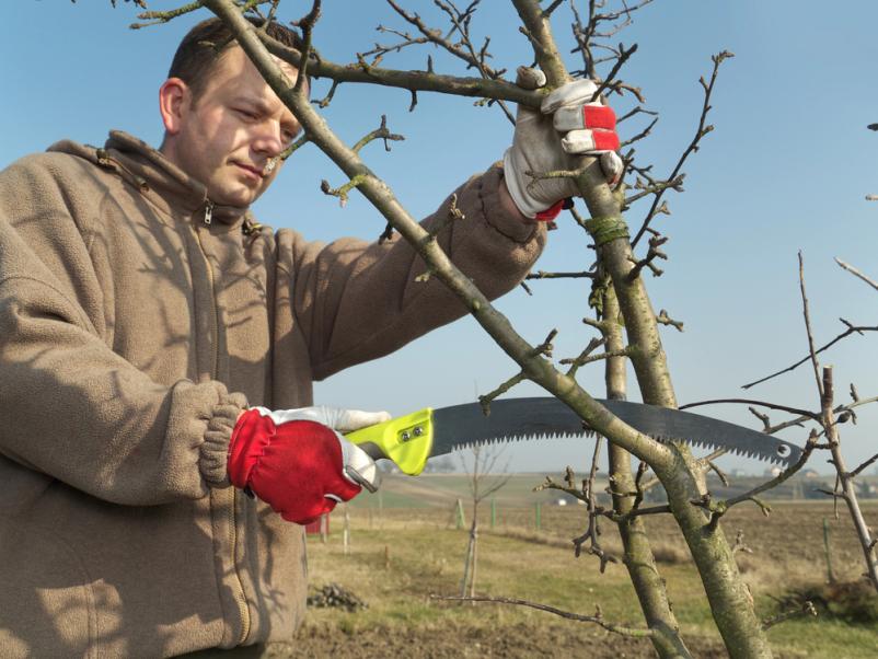 Urejanje okolice in košnja trave Zidani Most