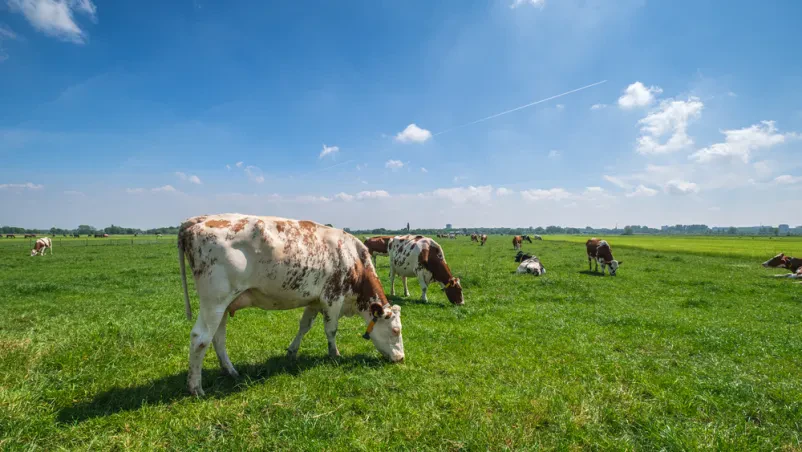 Agrarna skupnost Smokuč - Rodine, Žirovnica