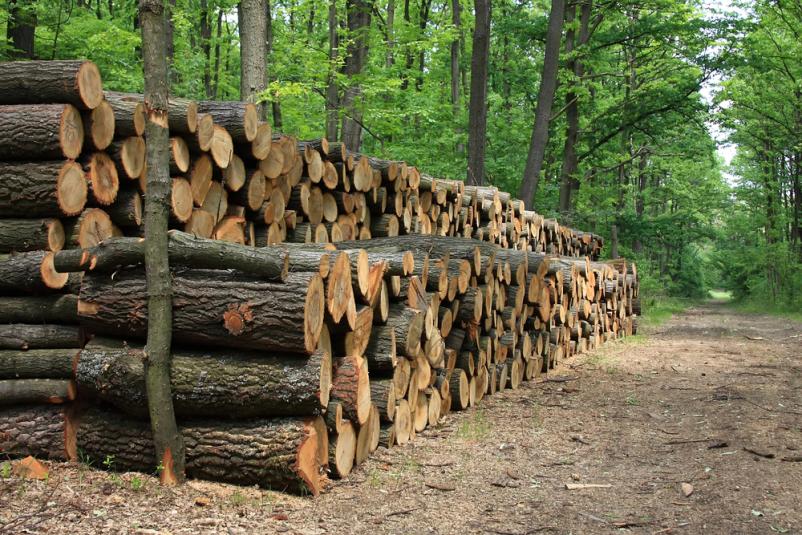 Gozdarske storitve Koroška