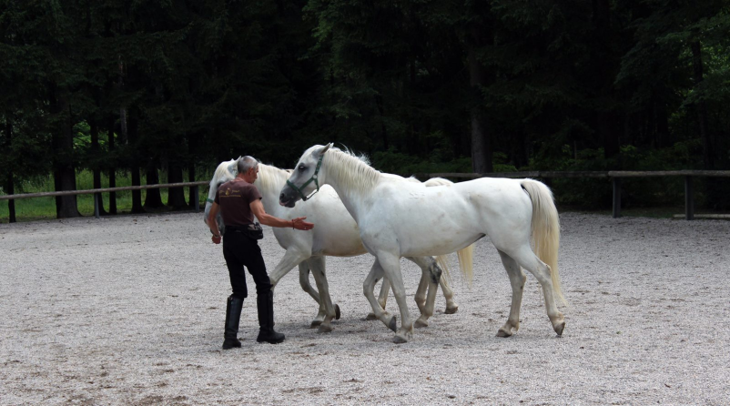 Jahanje konjev Celje in okolica