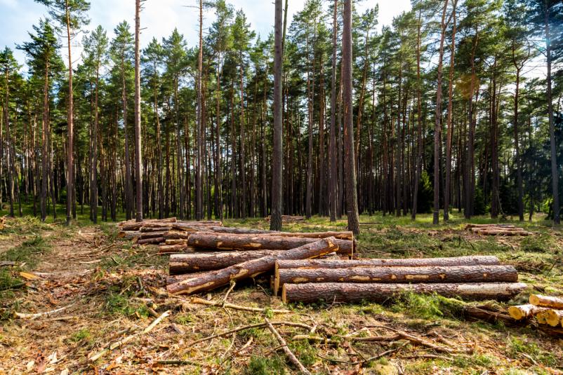 Ugodna sečnja, odkup in spravilo lesa, Osrednja Slovenija