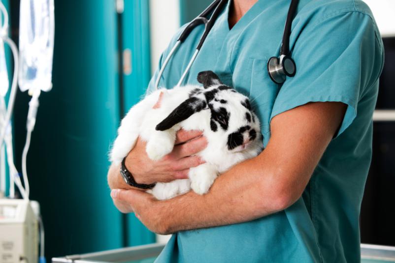 Veterinarska klinika Ptuj