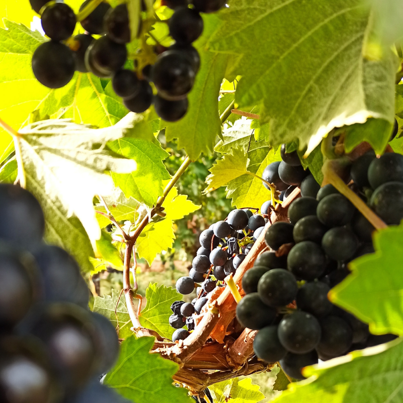 Wine Vipava Valley