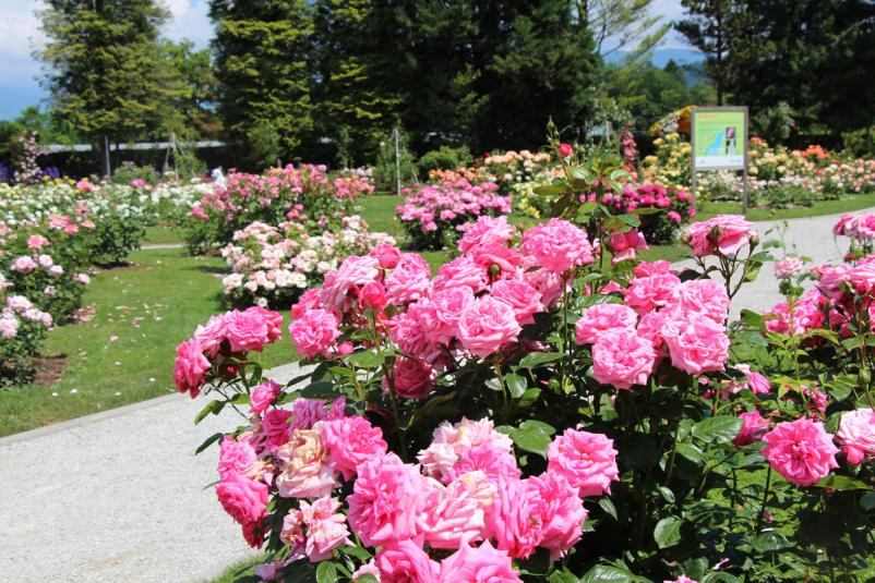 Arboretum vrtni center Volčji potok