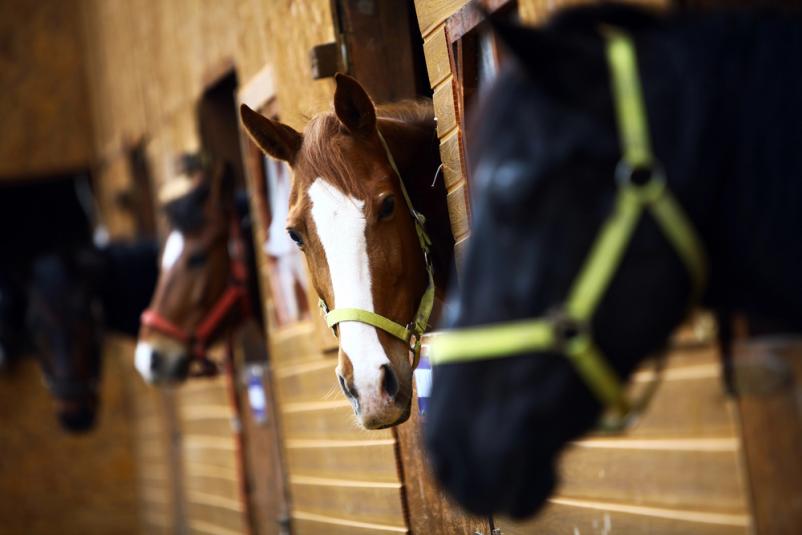 equine blood mixes