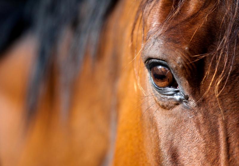 Development of blood mixes in horses Europe