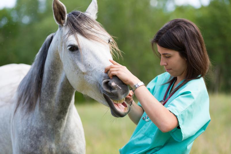 Development of equine blood mixes