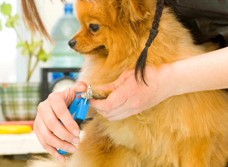 Dober veterinar Goriška