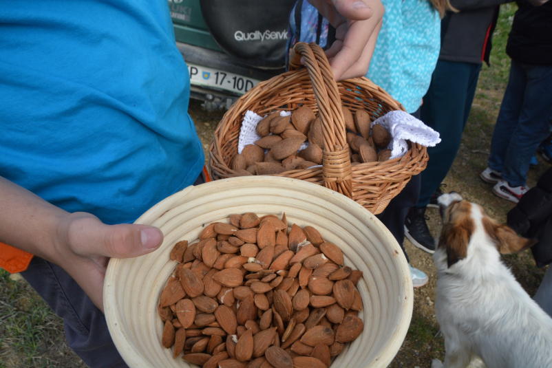 Domače vrtnine Koper