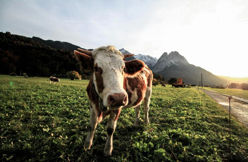 Seneno mleko Bohinj, Gorenjska