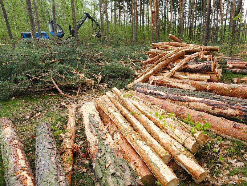 Ugoden posek in spravilo lesa Gorenjska