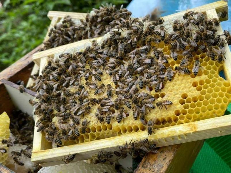 Queen bee Apis mellifera carnica 