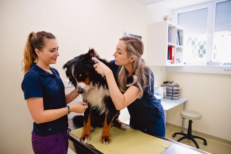 Veterinarski center Izola, Obala