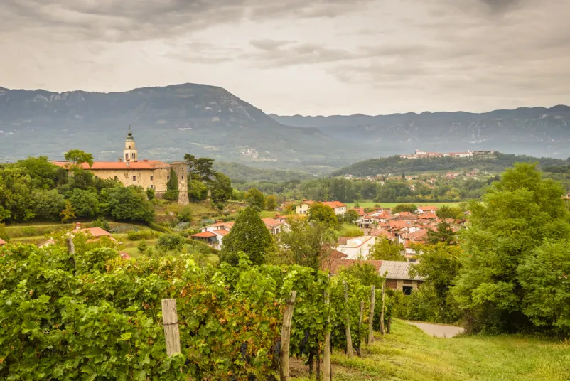 Vrhunsko vinogradništvo Slovenija
