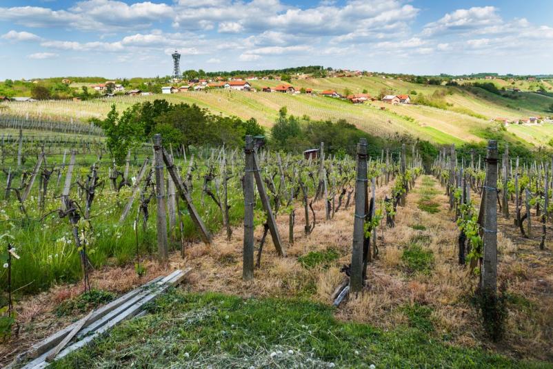 Dobro vinogradništvo Slovenija