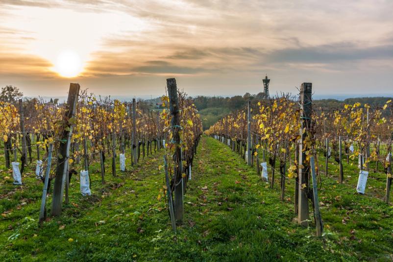 Vinogradništvo Slovenija