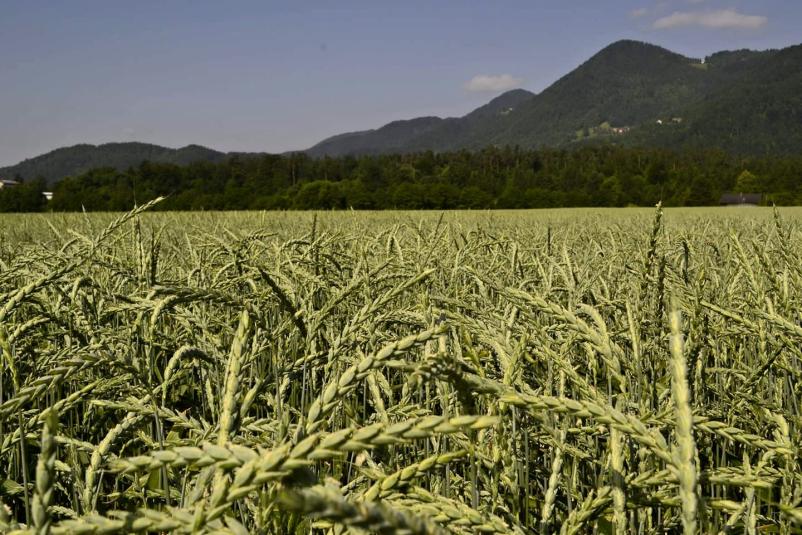 Luščenje pire Slovenija 