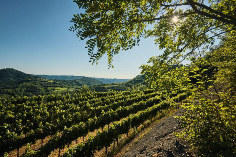 Ogled vinogradov Ajdovščina