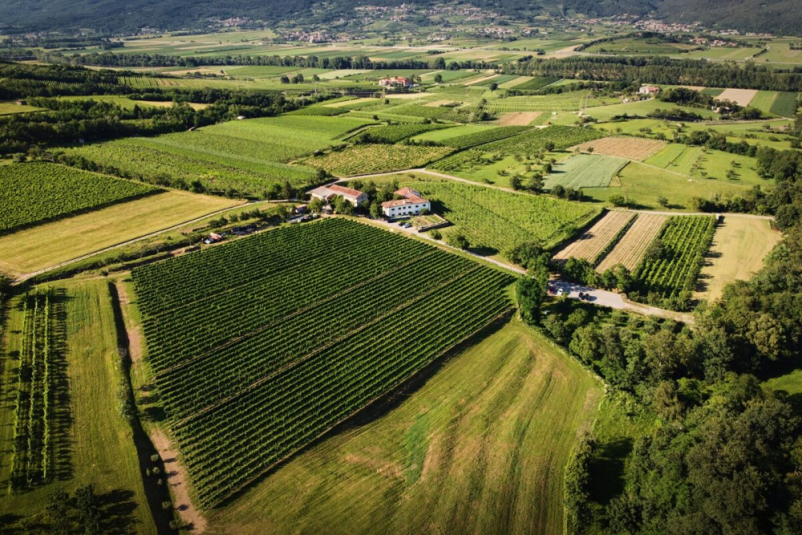 Ferjančič vino