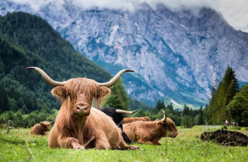 pašna skupnost gorenjska