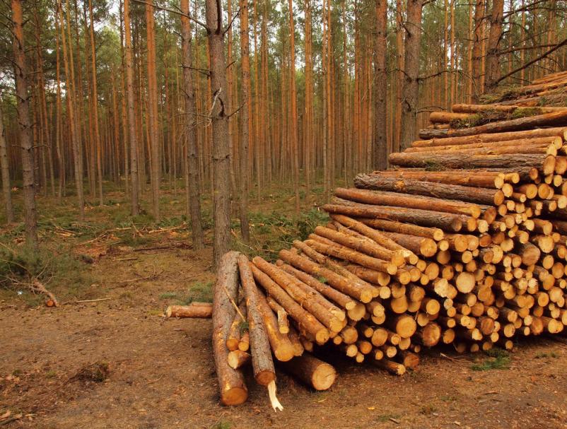 Sečnja in posek lesa Primorsko-Notranjska