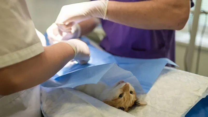 Dober veterinar Gorenjska